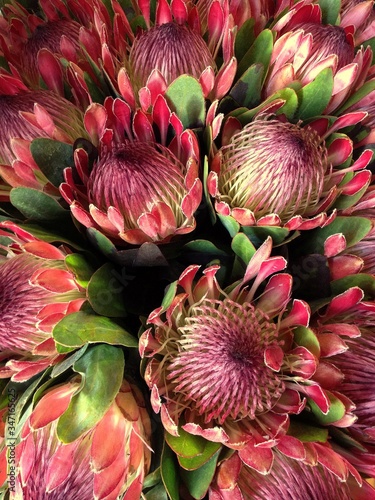 Bunch of Pink Ice Proteas photo