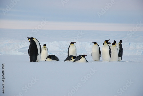 emperor penguins in antarctica photo
