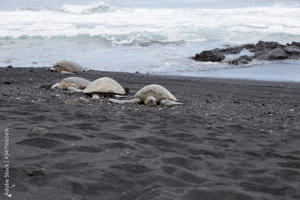 Obraz premium turtles