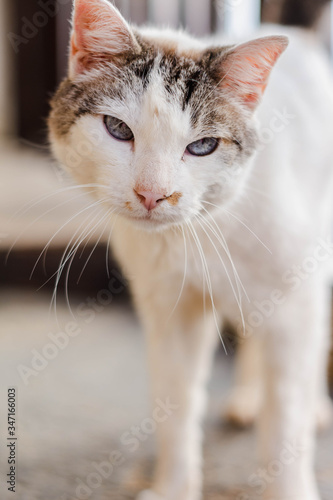 Close up view of cute cat with blue eyes. Pets and lifestyle concept. A lovely cat