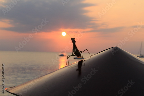 A praying mantis on a gate. Behind there is the sunset over the sea of ​​Zanzibar, full of boats.
