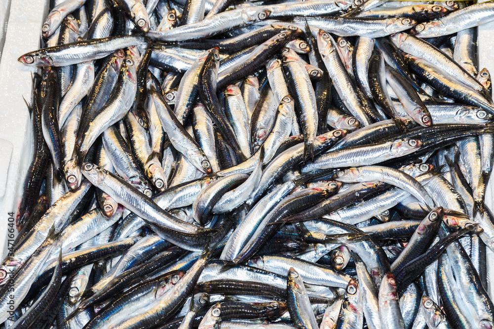 Istanbul, Turkey, 20.12.2019: Fresh seafood on the counter top of the fish market, for sale