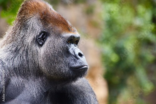 Portrait of big, black gorilla (male) in a wild world jungle © bondvit