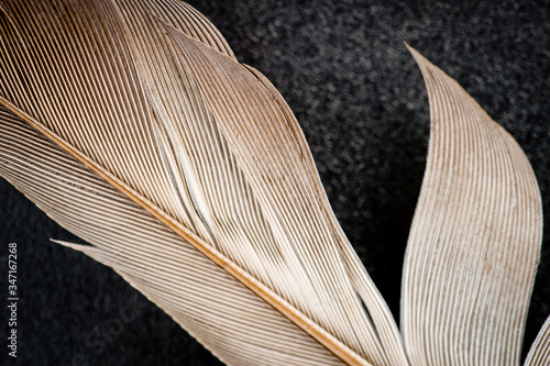 Fragment of a feather of a bird of gray color photographed closeup.