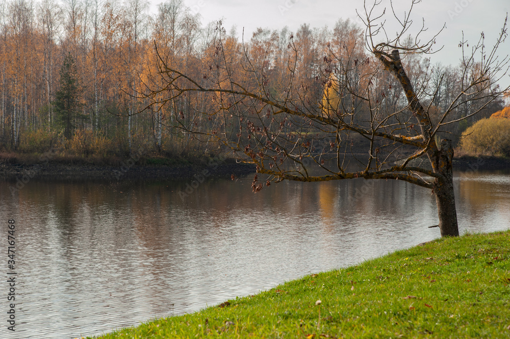 Fototapeta premium lake in autumn time with the tree without leaves