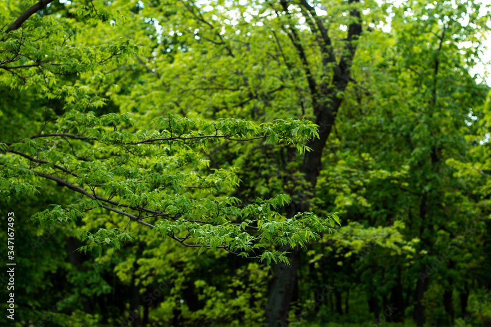 branch with green leaves in the summer forest