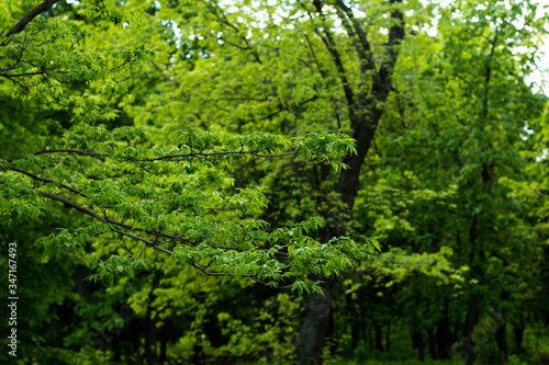 Fototapeta Naklejka Na Ścianę i Meble -  branch with green leaves in the summer forest
