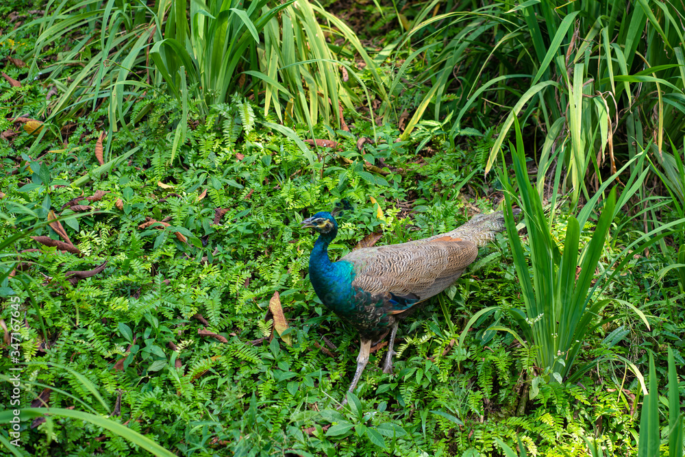 A beautiful manicured peacock walks in a green bird park. A beautiful manicured peacock walks in a green bird park.