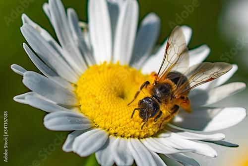 Biene auf Nahrungssuche