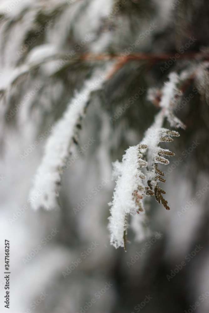 snow covered twigs thuja in winter