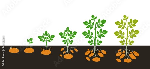 Crop stages of potatoes plant. Isolated harvest potato on white background