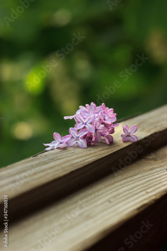A bouquet of lilac flowers lies at the window