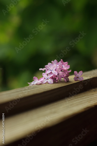 A bouquet of lilac flowers lies at the window