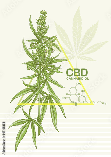 Hemp, Cannabis plant. Template, poster, card, good for product label. Vector illustration in natural green colors..