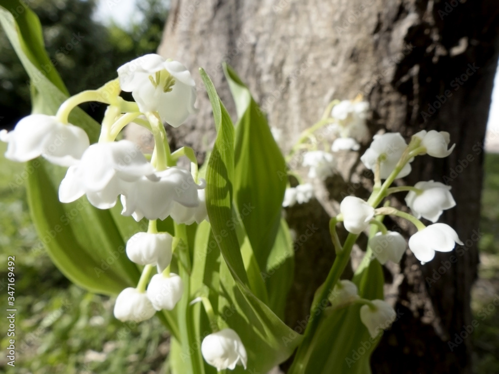 Fleurs de muguet au mois de mai Fleurs de muguet au mois de mai