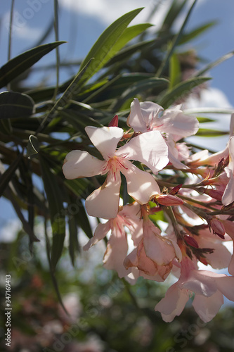 Pink oleander flowers grow on a bush