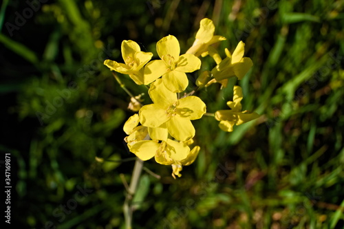 Flower head of the edible perennial wall rocket, scientific name Diplotaxis tenuifolia, under the warm sunlight photo