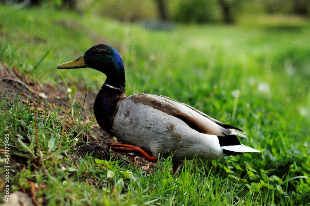 duck on the grass