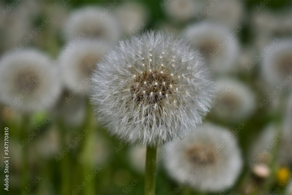 dandelion in the grass dandelion in the grass