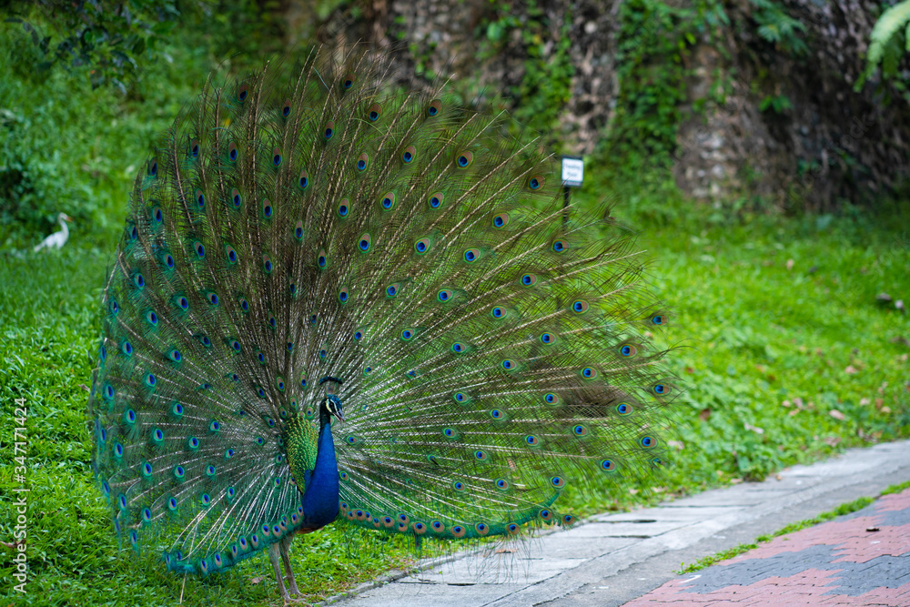 Obraz premium Beautiful well-groomed peacock fluffy a magnificent tail, flirts with a female