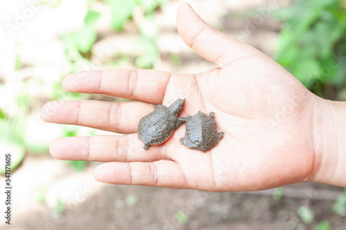 Cute little Mud turtle, Soft shelled turtle on hand of a man.