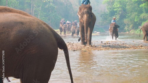 Active lifestyle traveler people enjoy elephant trekking in a national park Maetaman Elephant Camp amid beautiful nature. Asia, North Thailand photo