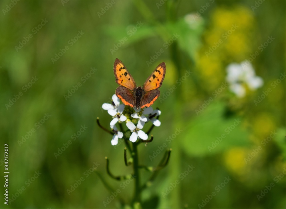 butterfly on a flower butterfly on a flower