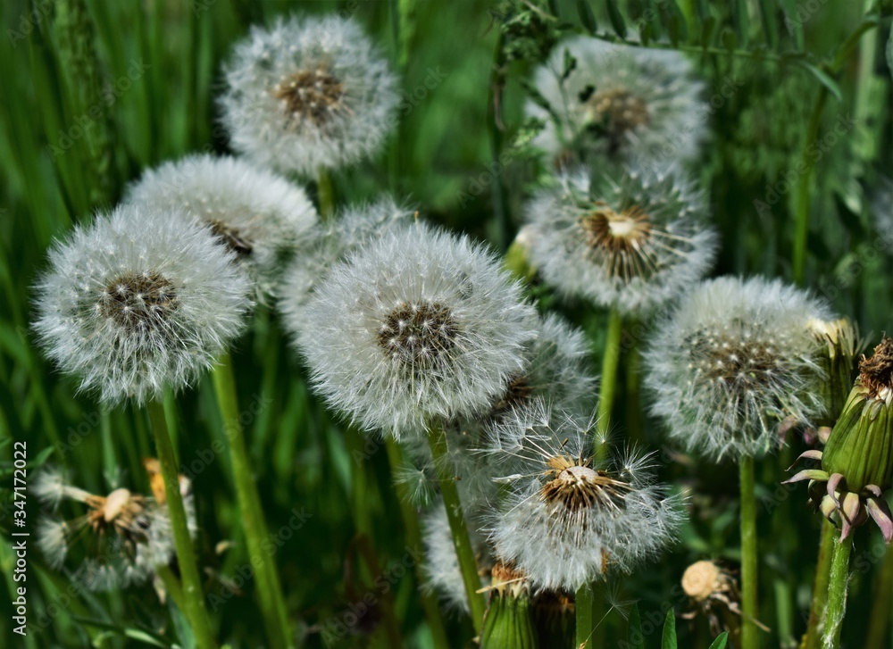 dandelions in a field