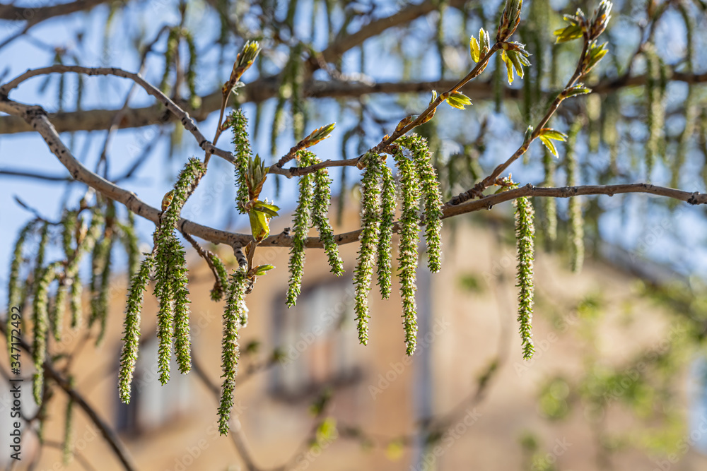 A poplar branch with green fresh leaves and buds is on a blurred background in a park in spring A poplar branch with green fresh leaves and buds is on a blurred background in a park in spring