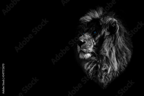 black and white portrait of a lion