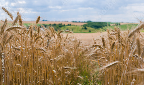 Picturesque wheat field in summer. Agriculture and cereal crops 