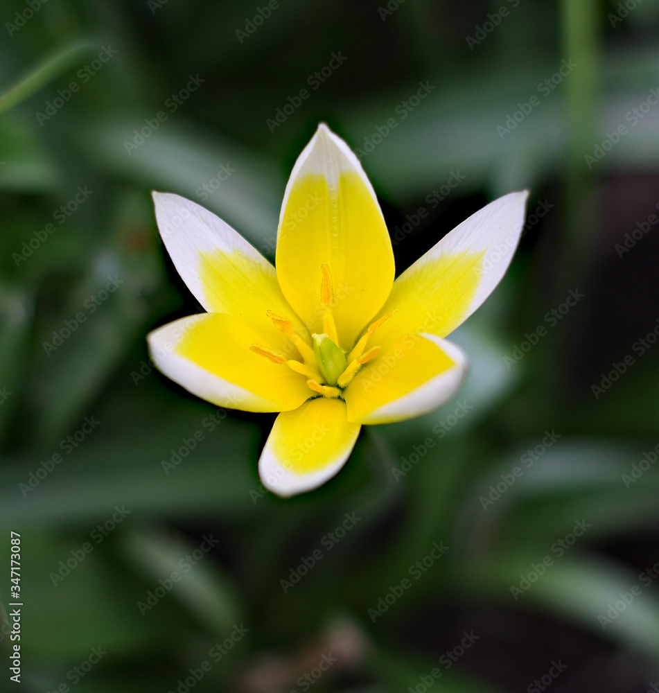 Fototapeta premium yellow frangipani flower