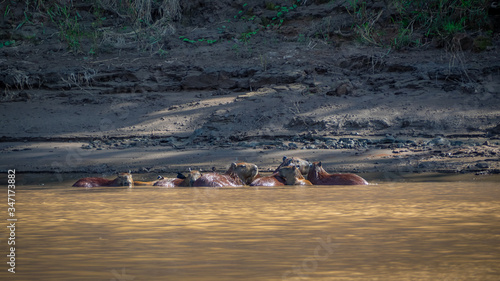 Capybara family relaxing in the river