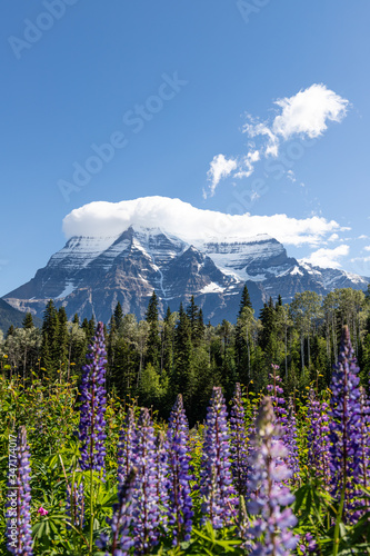 Mount Robson in the Summer with Lupines Portrait © moniphoto.s