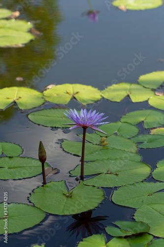 lotus in the lake