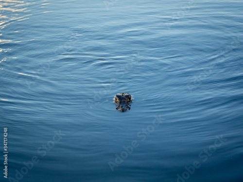 Black cayman swimming in a lake