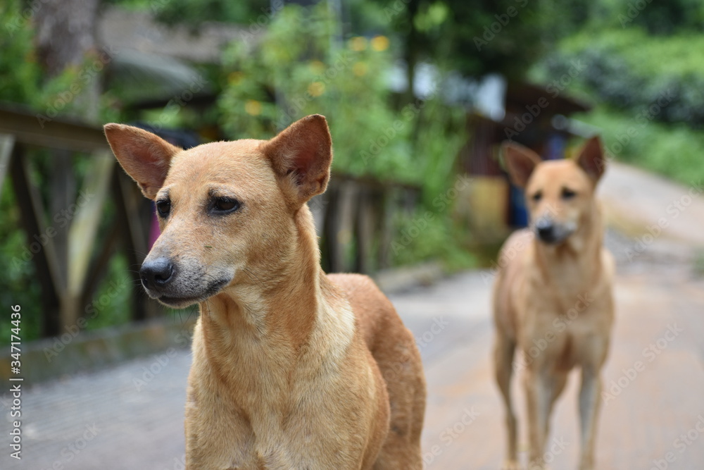 Cute Pet dog at Sinharaja