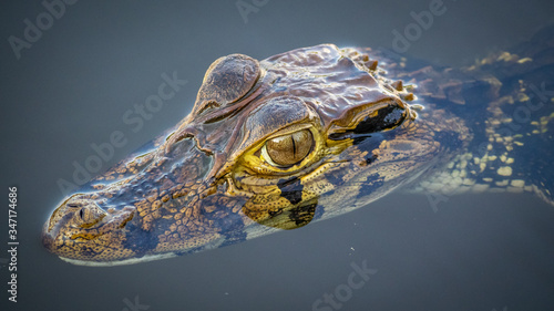 Black cayman swimming in a lake