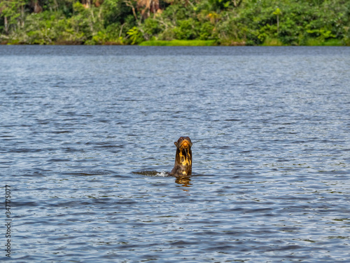 Giant otter family swimming in a lake