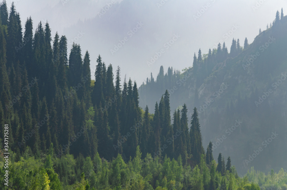 foggy mountains with spruce forests on the slopes close-up
