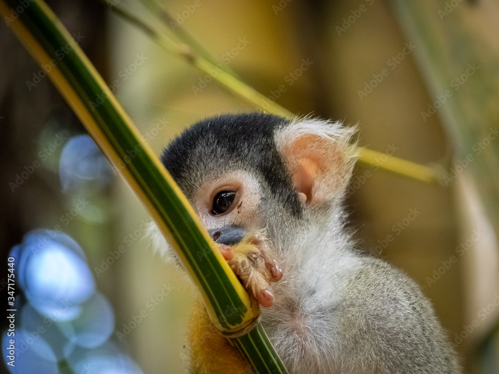 Obraz premium Squirrel monkey sitting in a bamboo tree