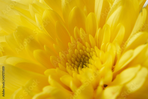 Chrysanthemums are colorful  easy to grow