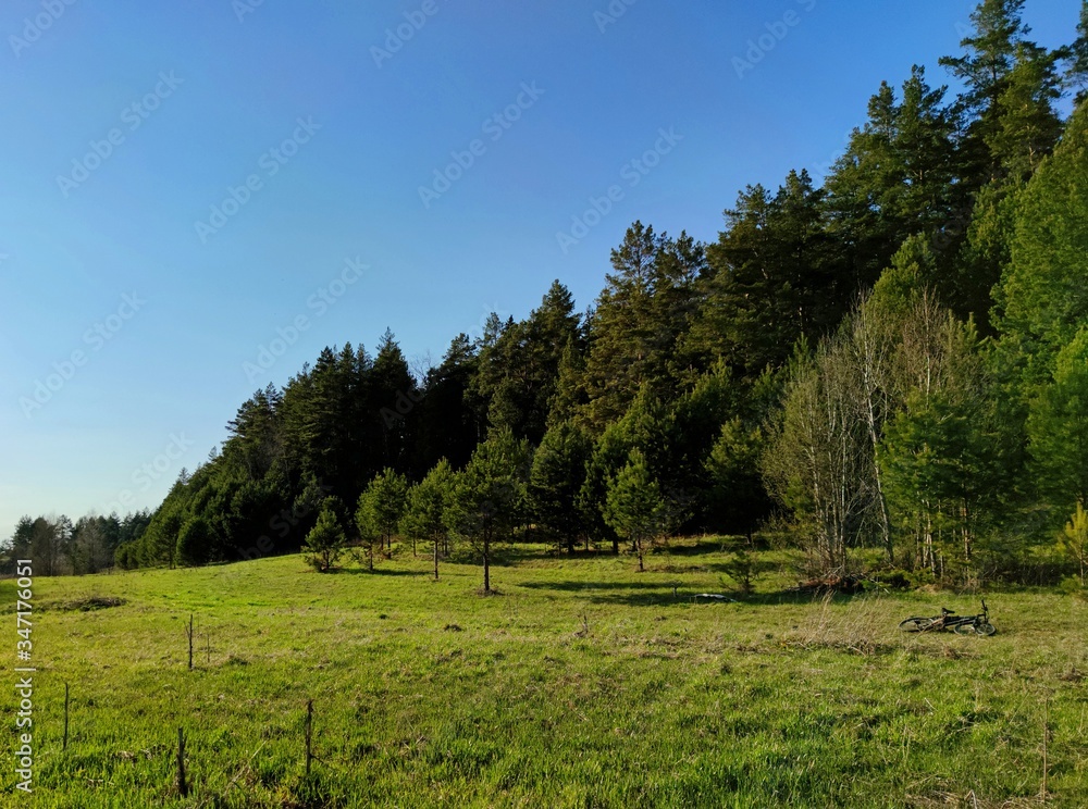 lush green meadow near the forest against the blue sky