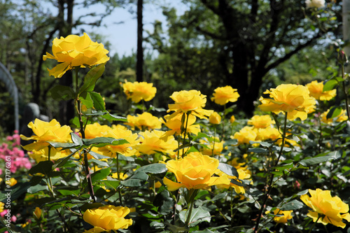yellow roses in rose garden