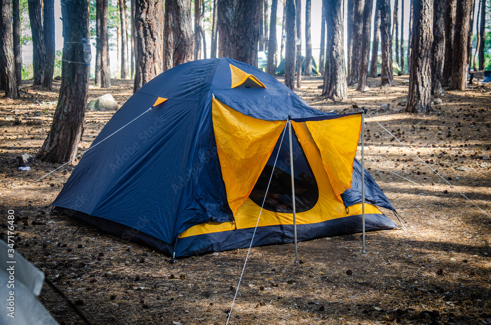 blue tent among the trunks of a pine forest in summer under the sun