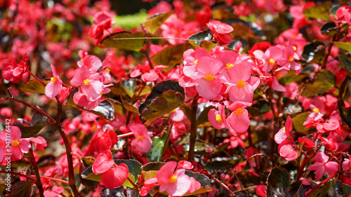 pink flowers in the garden