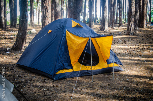 blue tent among the trunks of a pine forest in summer under the sun