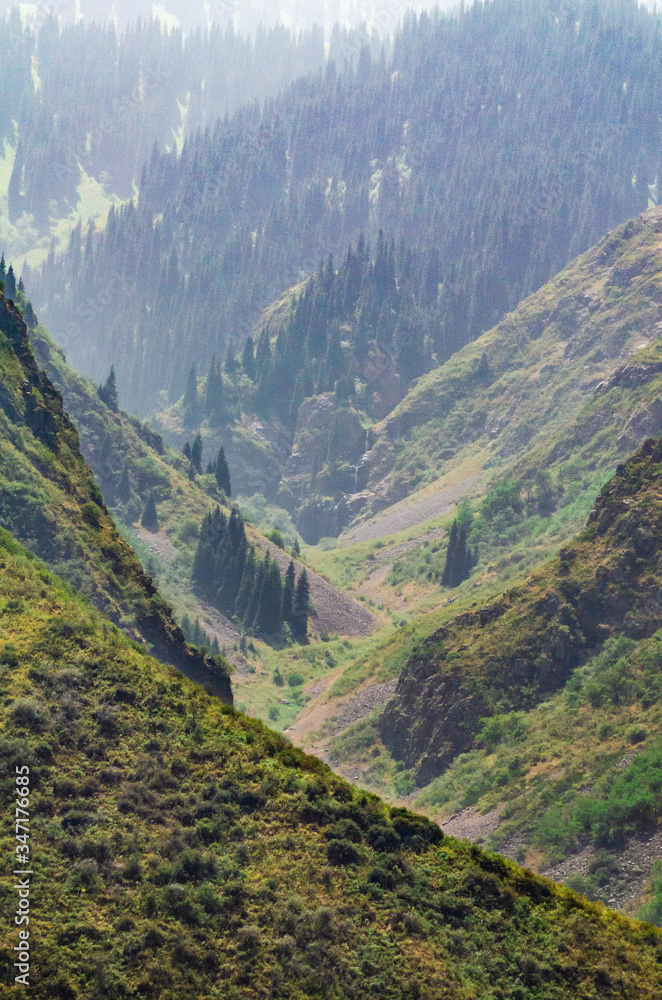 Fototapeta premium foggy mountains with spruce forests on the slopes close-up