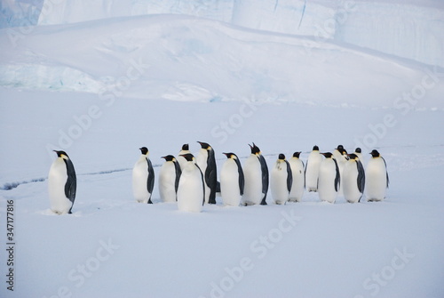 penguin in antarctica