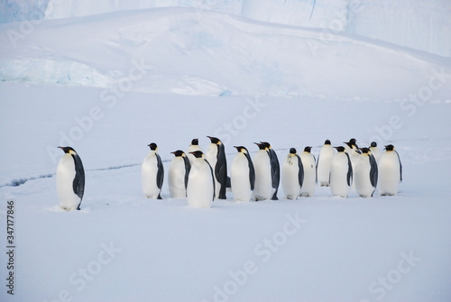 penguin in antarctica